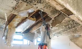 Why You Should Choose Our Mold Remediation Services in Bicknell, IN